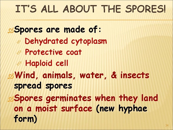 IT’S ALL ABOUT THE SPORES! Spores are made of: Dehydrated cytoplasm Protective coat Haploid