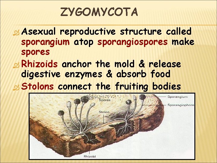 ZYGOMYCOTA Asexual reproductive structure called sporangium atop sporangiospores make spores Rhizoids anchor the mold