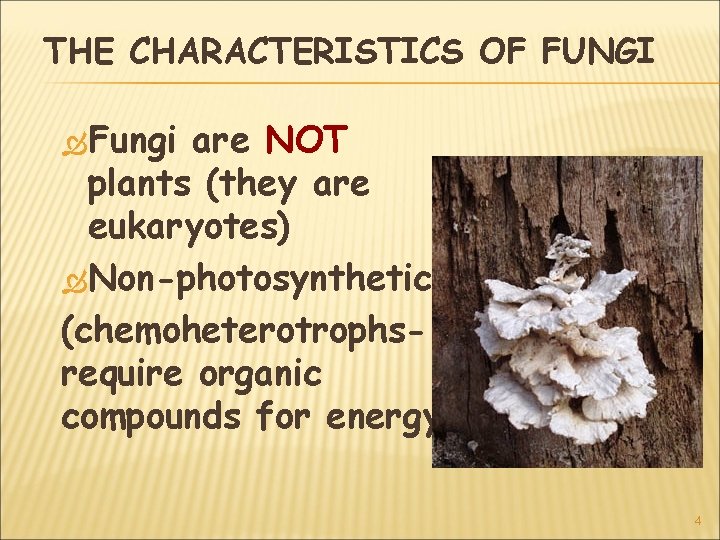 THE CHARACTERISTICS OF FUNGI Fungi are NOT plants (they are eukaryotes) Non-photosynthetic (chemoheterotrophsrequire organic