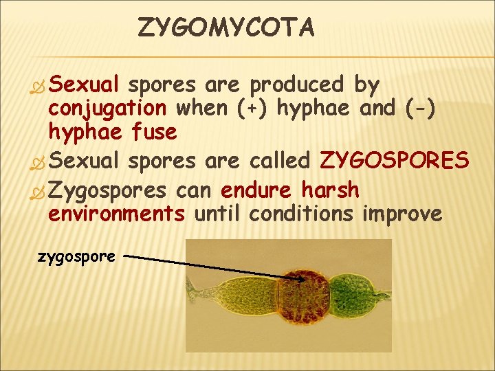 ZYGOMYCOTA Sexual spores are produced by conjugation when (+) hyphae and (-) hyphae fuse