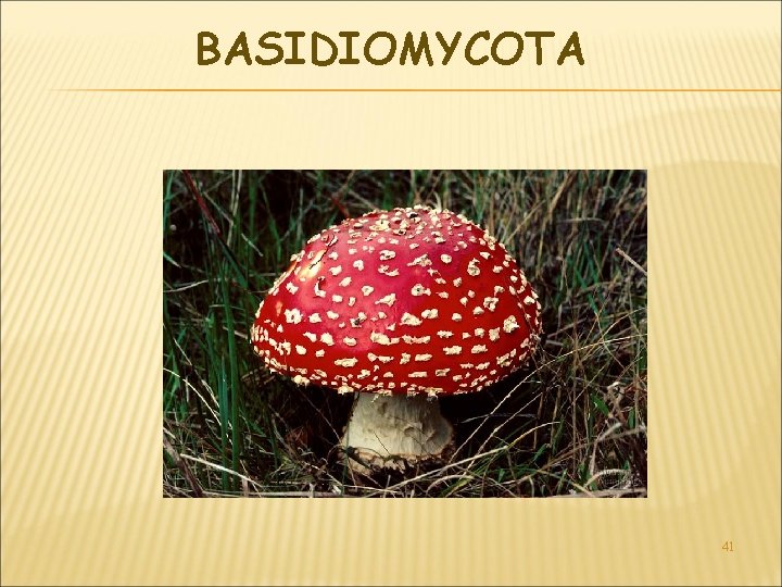 BASIDIOMYCOTA 41 