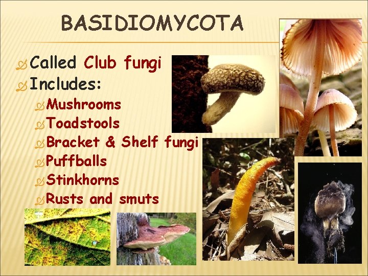 BASIDIOMYCOTA Called Club fungi Includes: Mushrooms Toadstools Bracket & Shelf fungi Puffballs Stinkhorns Rusts