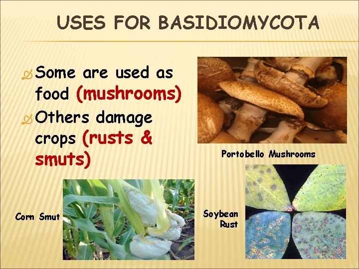 USES FOR BASIDIOMYCOTA Some are used as food (mushrooms) Others damage crops (rusts &