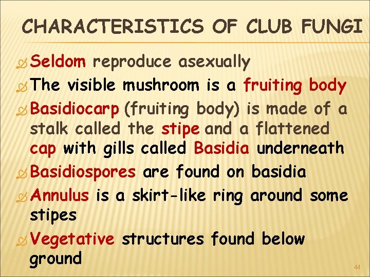 CHARACTERISTICS OF CLUB FUNGI Seldom reproduce asexually The visible mushroom is a fruiting body