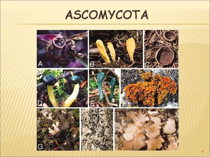 ASCOMYCOTA 46 