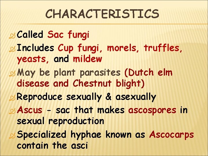 CHARACTERISTICS Called Sac fungi Includes Cup fungi, morels, truffles, yeasts, and mildew May be