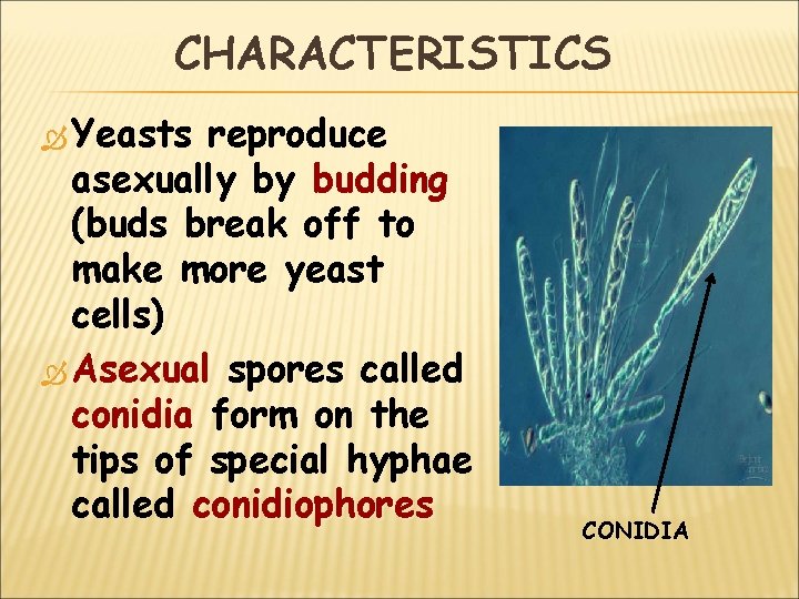 CHARACTERISTICS Yeasts reproduce asexually by budding (buds break off to make more yeast cells)