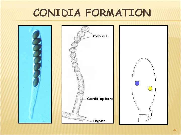 CONIDIA FORMATION 49 