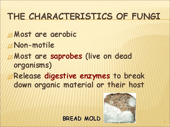 THE CHARACTERISTICS OF FUNGI Most are aerobic Non-motile Most are saprobes (live on dead