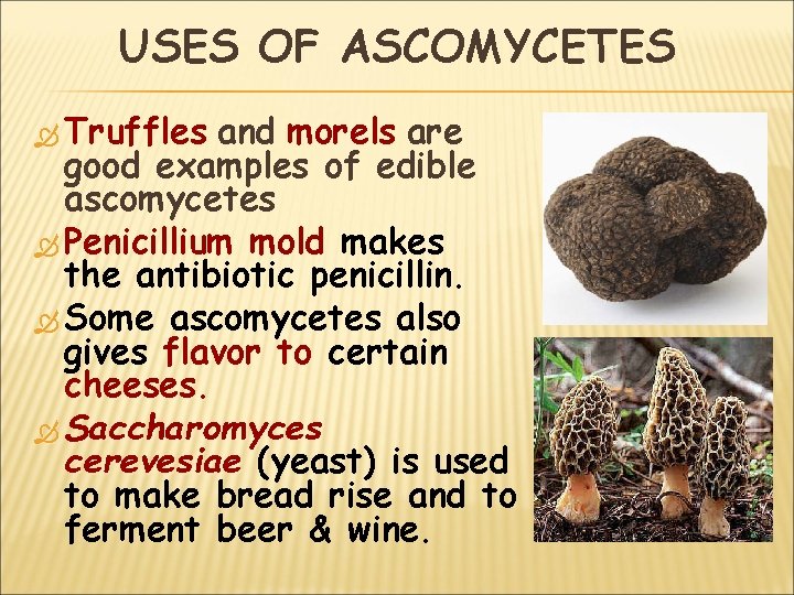 USES OF ASCOMYCETES Truffles and morels are good examples of edible ascomycetes Penicillium mold