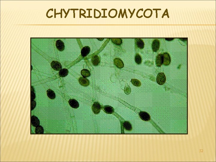 CHYTRIDIOMYCOTA 52 