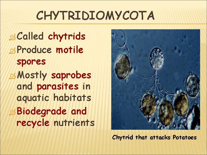 CHYTRIDIOMYCOTA Called chytrids Produce motile spores Mostly saprobes and parasites in aquatic habitats Biodegrade