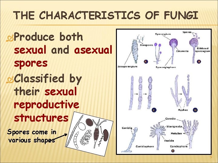 THE CHARACTERISTICS OF FUNGI Produce both sexual and asexual spores Classified by their sexual