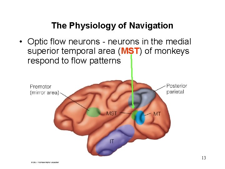 The Physiology of Navigation • Optic flow neurons - neurons in the medial superior