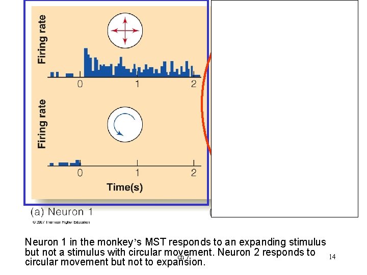 Neuron 1 in the monkey’s MST responds to an expanding stimulus but not a