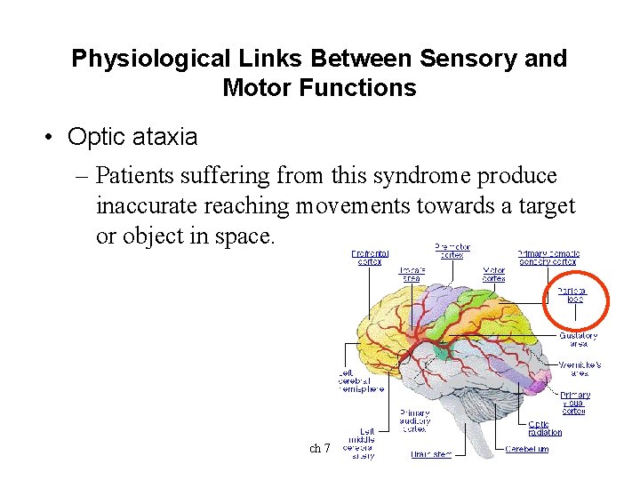 Physiological Links Between Sensory and Motor Functions • Optic ataxia – Patients suffering from