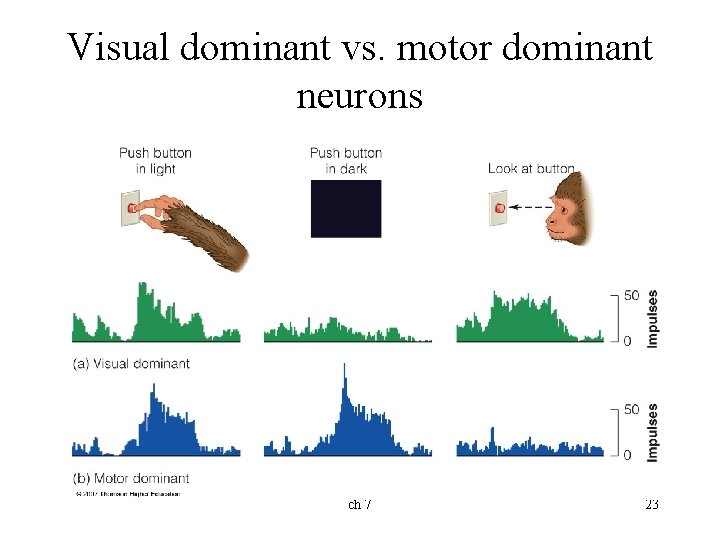 Visual dominant vs. motor dominant neurons ch 7 23 