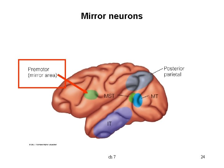 Mirror neurons ch 7 24 