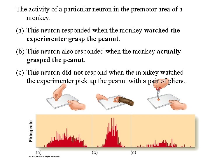 The activity of a particular neuron in the premotor area of a monkey. (a)