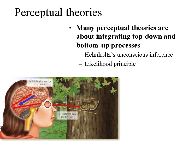 Perceptual theories • Many perceptual theories are about integrating top-down and bottom-up processes –