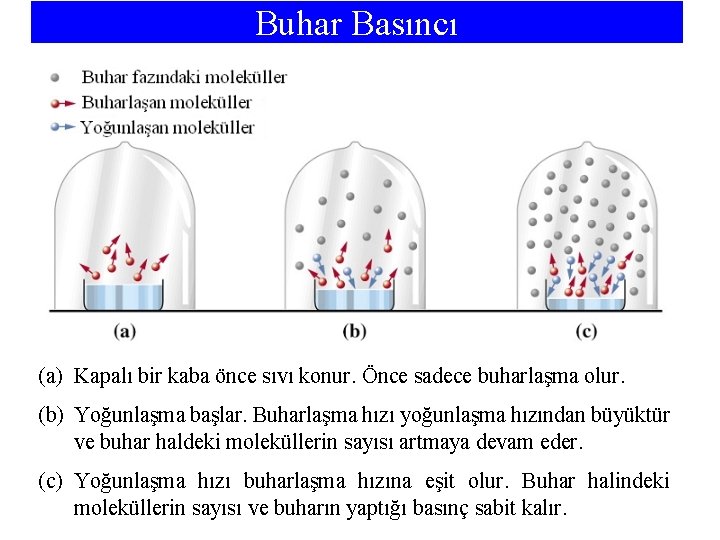 Buhar Basıncı (a) Kapalı bir kaba önce sıvı konur. Önce sadece buharlaşma olur. (b)