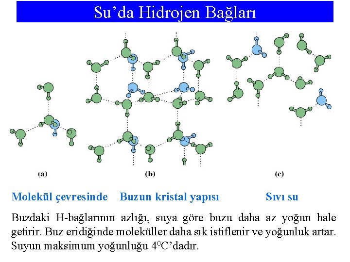 Su’da Hidrojen Bağları Molekül çevresinde Buzun kristal yapısı Sıvı su Buzdaki H-bağlarının azlığı, suya