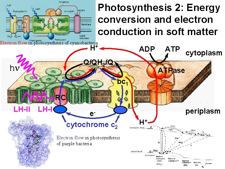 Photosynthesis 2: Energy conversion and electron conduction in soft matter Electron flow in photosynthesis