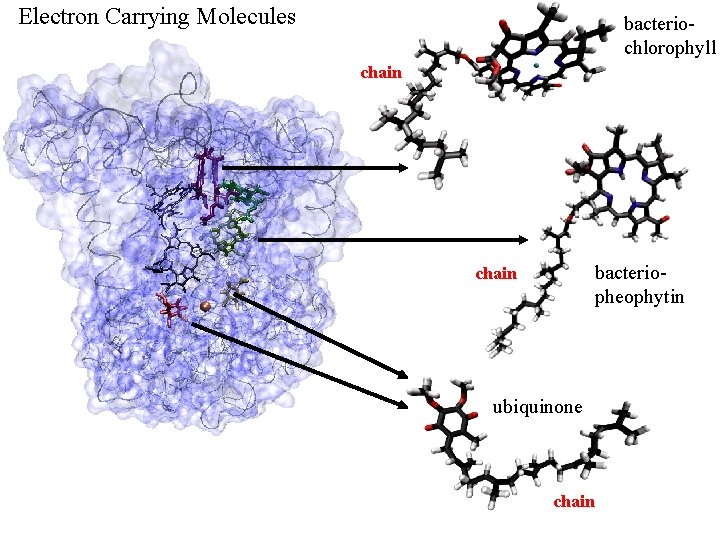 Electron Carrying Molecules bacteriochlorophyll chain bacteriopheophytin chain ubiquinone chain 