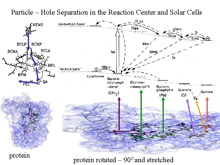 Particle – Hole Separation in the Reaction Center and Solar Cells protein rotated –