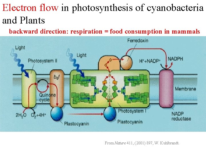 Electron flow in photosynthesis of cyanobacteria and Plants backward direction: respiration = food consumption