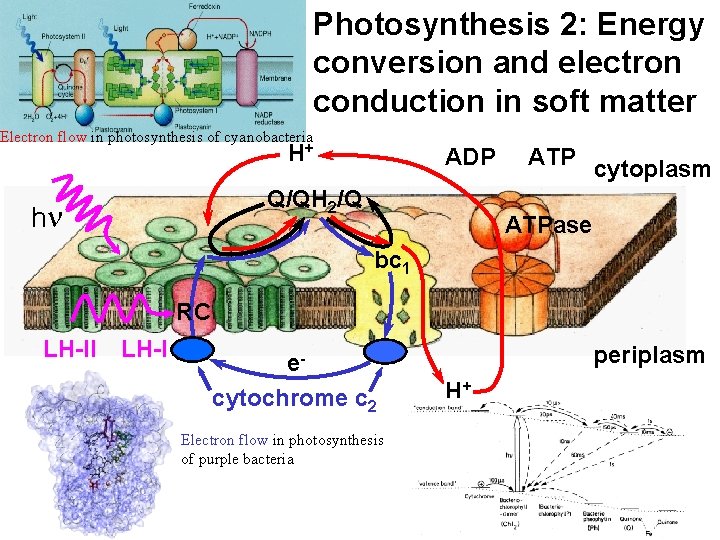 Photosynthesis 2: Energy conversion and electron conduction in soft matter Electron flow in photosynthesis