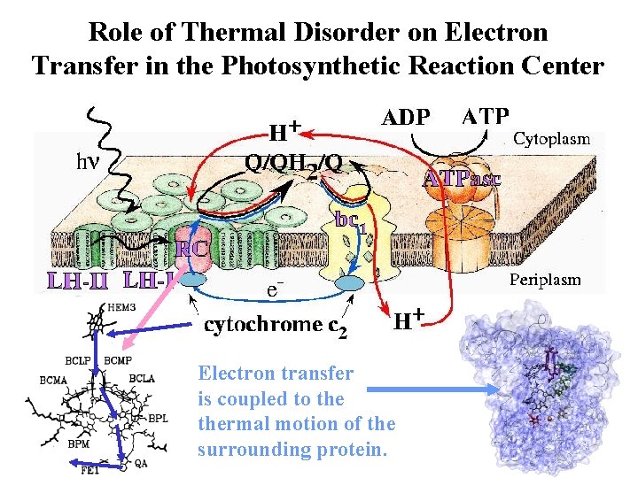 Role of Thermal Disorder on Electron Transfer in the Photosynthetic Reaction Center Electron transfer