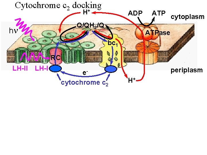 Cytochrome c 2 docking + H ADP Q/QH 2/Q hn ATP cytoplasm ATPase bc
