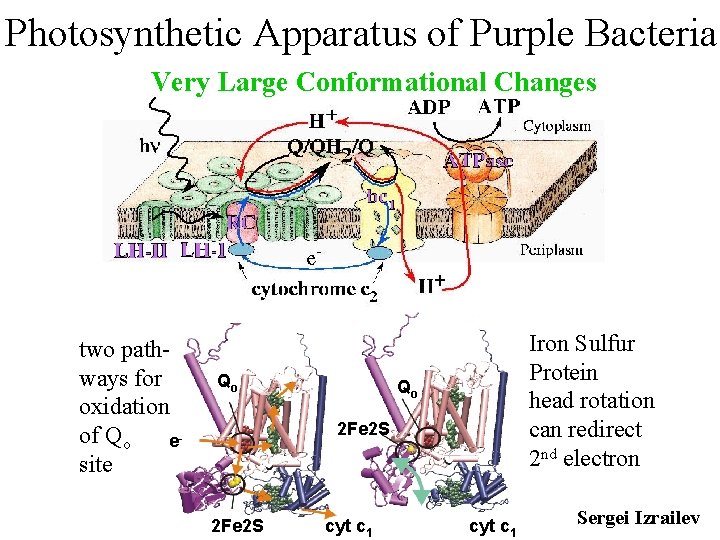 Photosynthetic Apparatus of Purple Bacteria Very Large Conformational Changes two pathways for oxidation of