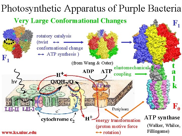 Photosynthetic Apparatus of Purple Bacteria Very Large Conformational Changes F 1 rotatory catalysis (twist