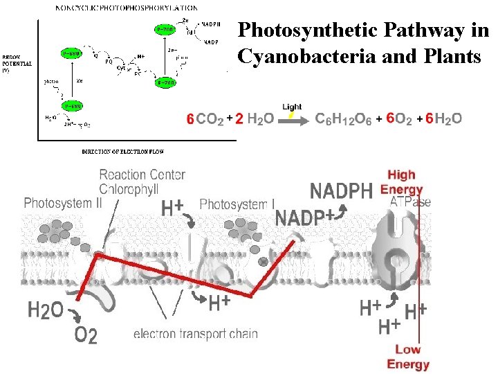Photosynthetic Pathway in Cyanobacteria and Plants 
