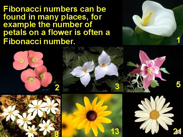 Fibonacci numbers can be found in many places, for example the number of petals