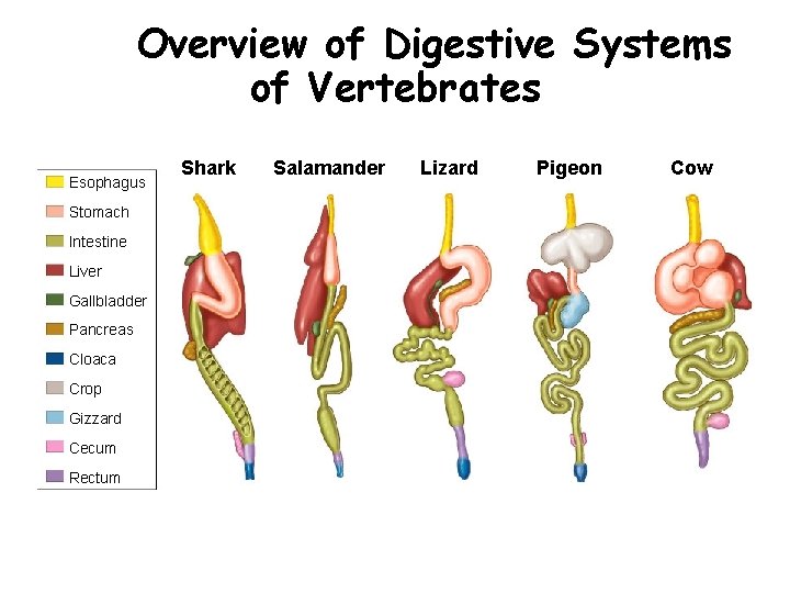 Overview of Digestive Systems of Vertebrates Section 33 -3 Esophagus Stomach Intestine Liver Gallbladder