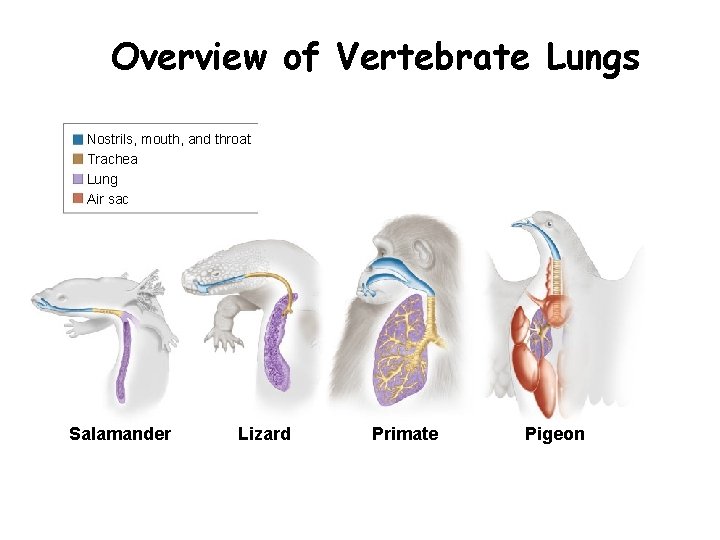  Overview of Vertebrate Lungs Section 33 -3 Nostrils, mouth, and throat Trachea Lung