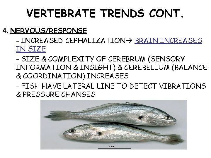 VERTEBRATE TRENDS CONT. 4. NERVOUS/RESPONSE - INCREASED CEPHALIZATION BRAIN INCREASES IN SIZE - SIZE