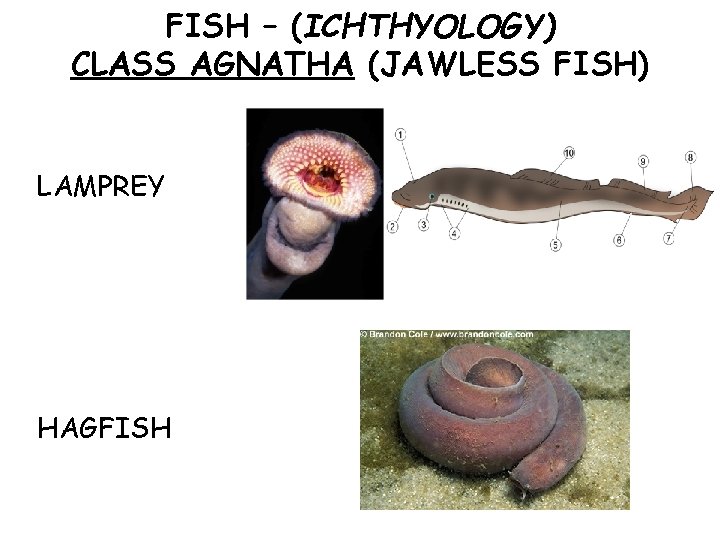 FISH – (ICHTHYOLOGY) CLASS AGNATHA (JAWLESS FISH) LAMPREY HAGFISH 