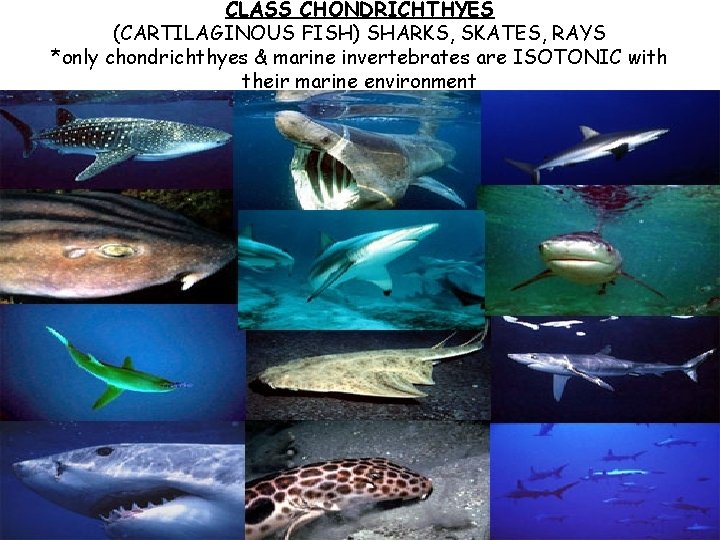 CLASS CHONDRICHTHYES (CARTILAGINOUS FISH) SHARKS, SKATES, RAYS *only chondrichthyes & marine invertebrates are ISOTONIC