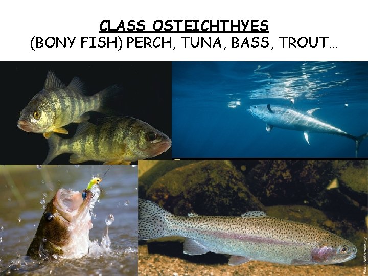 CLASS OSTEICHTHYES (BONY FISH) PERCH, TUNA, BASS, TROUT… 