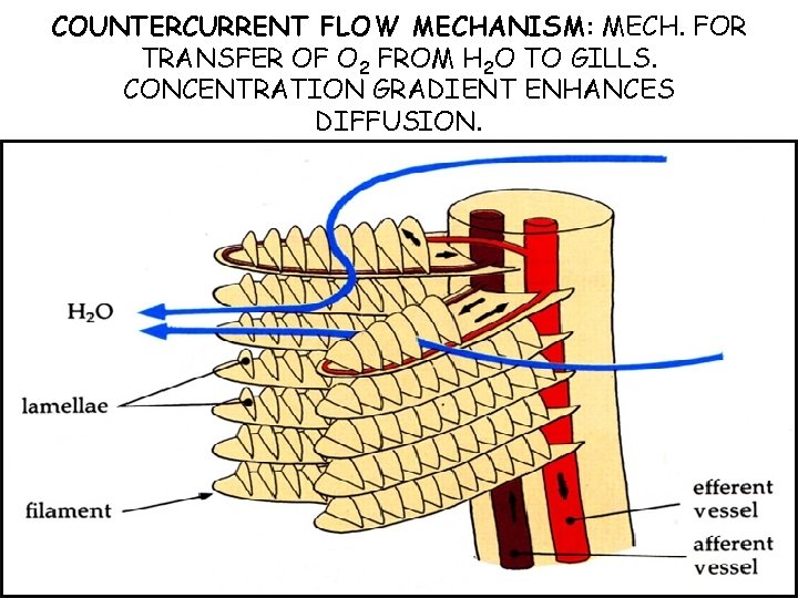 COUNTERCURRENT FLOW MECHANISM: MECH. FOR TRANSFER OF O 2 FROM H 2 O TO