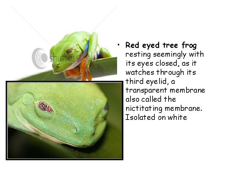  • Red eyed tree frog resting seemingly with its eyes closed, as it