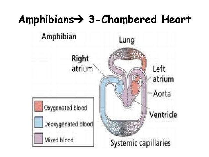 Amphibians 3 -Chambered Heart 