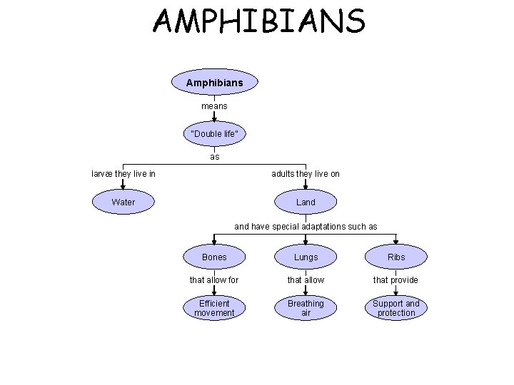 AMPHIBIANS Section 30 -3 Amphibians means “Double life” as larvæ they live in adults