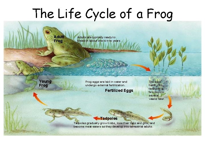 The Life Cycle of a Frog Section 30 -3 Adult Frog Young Frog Adults