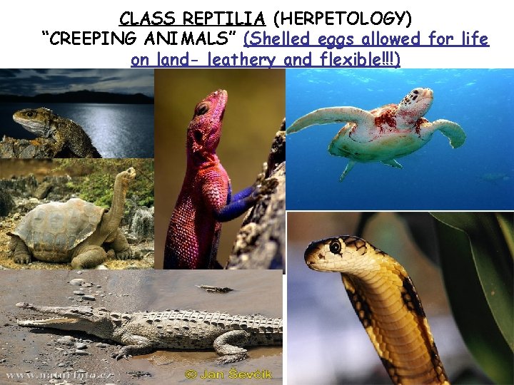 CLASS REPTILIA (HERPETOLOGY) “CREEPING ANIMALS” (Shelled eggs allowed for life on land- leathery and