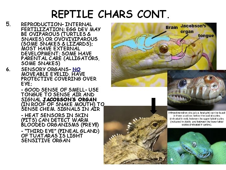 5. 6. REPTILE CHARS CONT. REPRODUCTION– INTERNAL FERTILIZATION; EGG DEV MAY BE OVIPAROUS (TURTLES